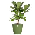 brussels rund rollen 35cm moss green